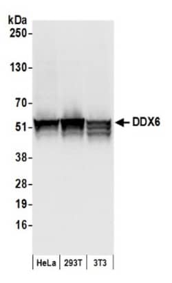 DDX6 Antibody, Novus Biologicals&trade;
